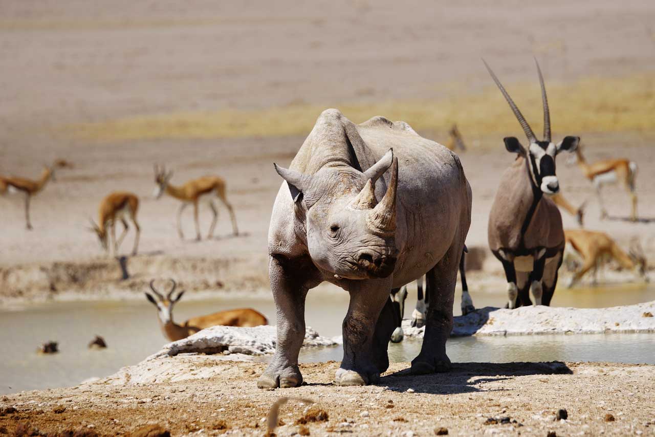 Nashorn/Rhinozeros, im Hintergrund Antilope